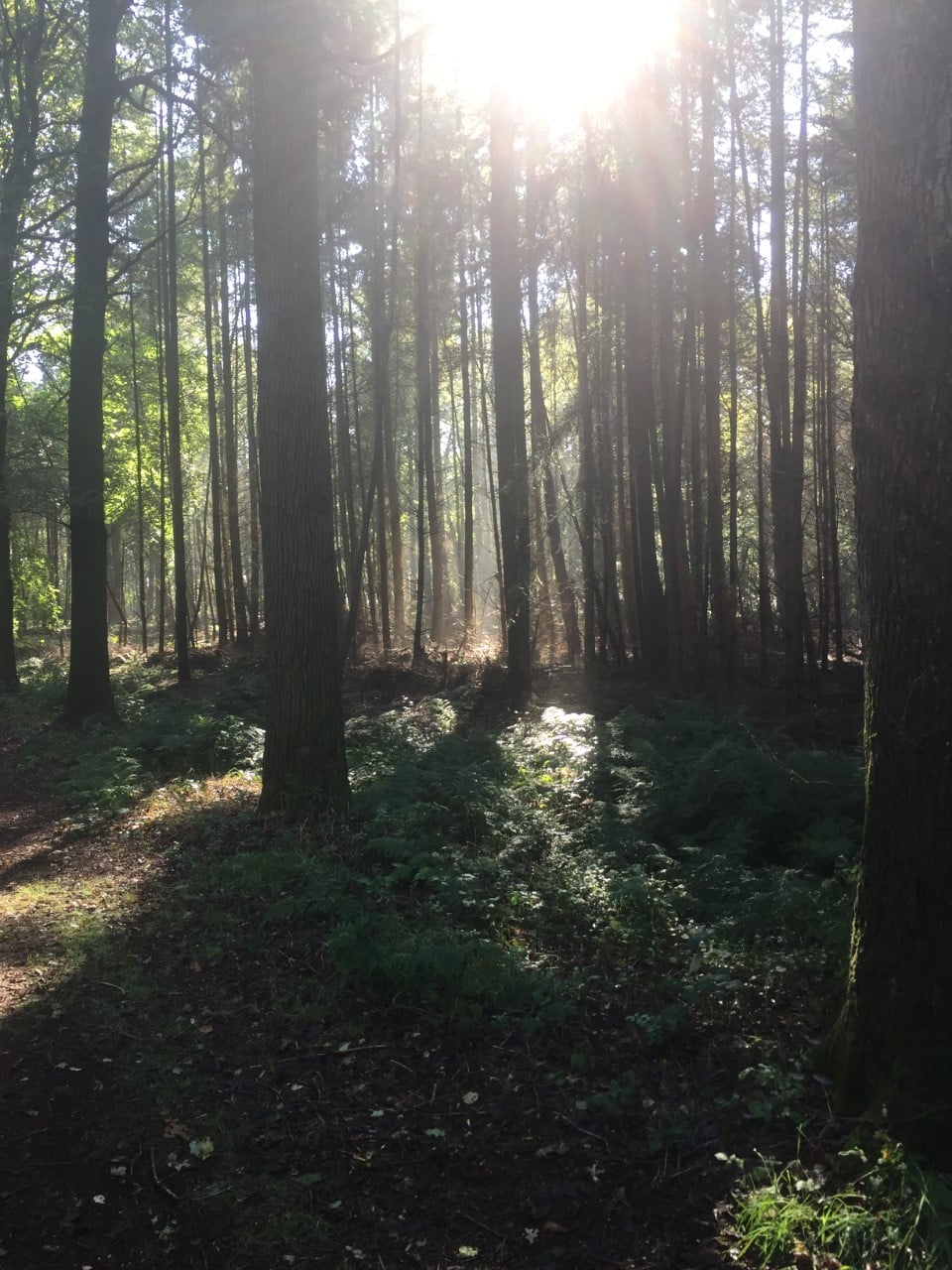 zonnig_dageraad_life_coaching zonnige dagen